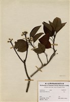 藏品(白臼)的圖片